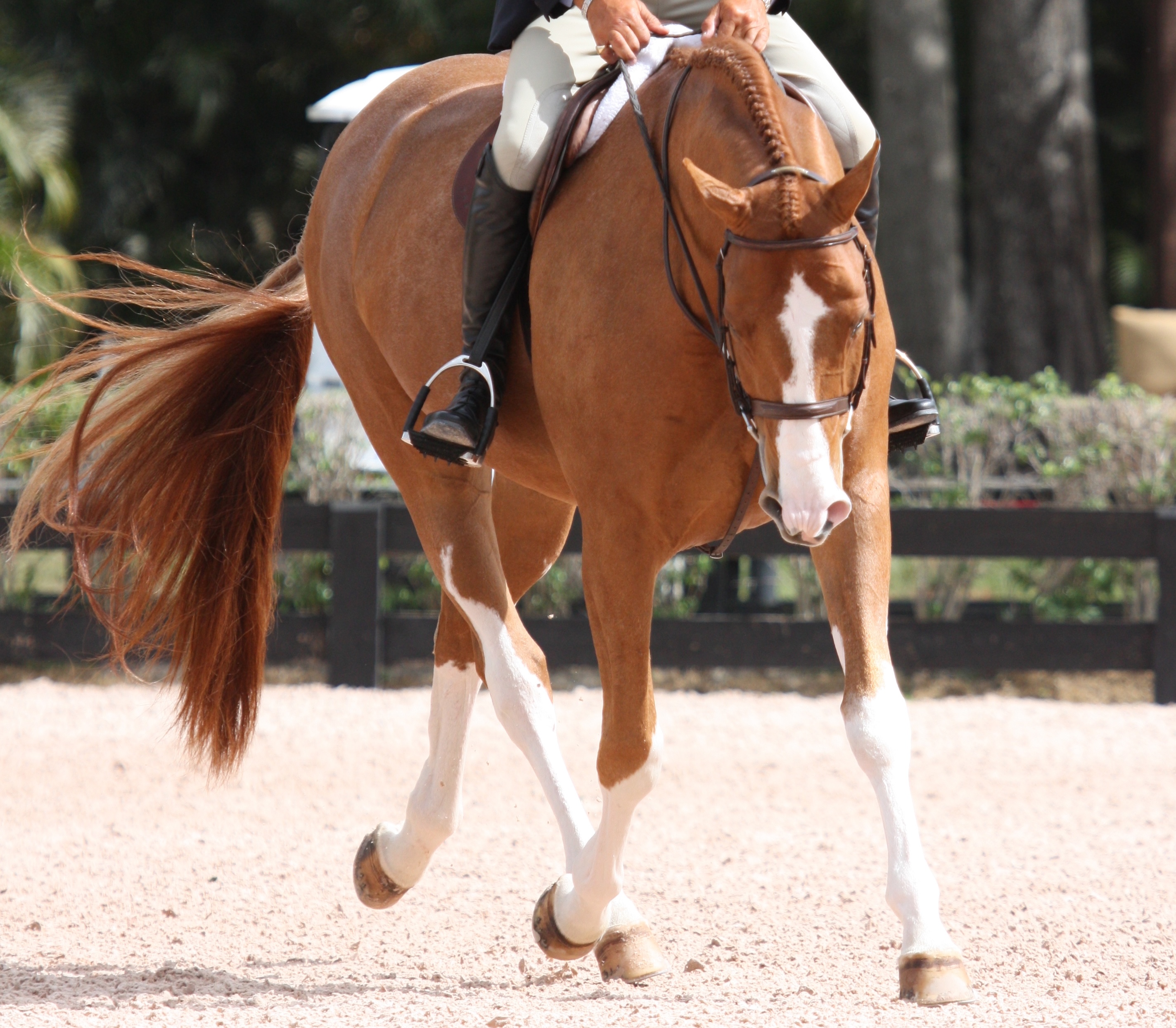 Chestnut show horse in the ring